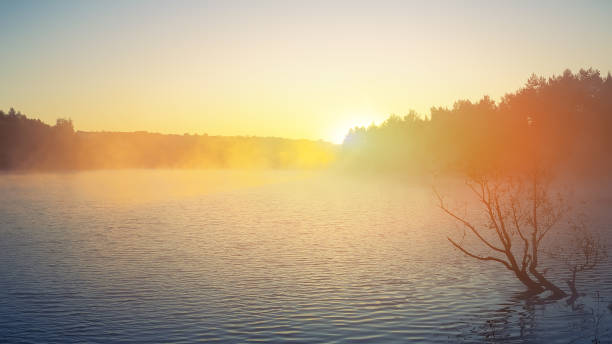 istock Lonely tree growing in a pond at sunrise 659485992