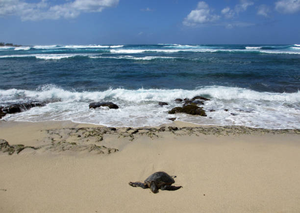 istock Turtle rest on beach in the North Shore 659487422