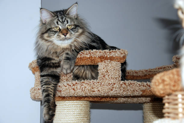 istock Cats, lovely fluffy pets. kitty 659500080