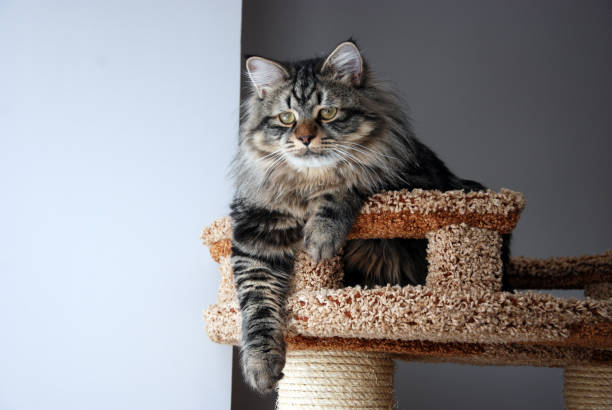 istock Cats, lovely fluffy pets. kitty 659500082
