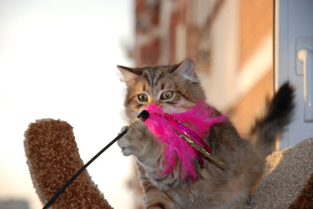 istock Cats, lovely fluffy pets. kitty 659500184