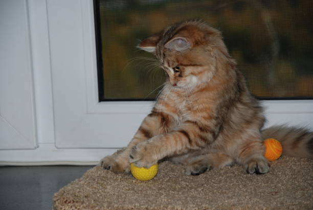 istock Cats, lovely fluffy pets. kitty 659500208