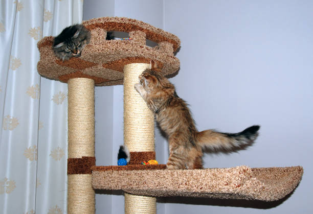 istock Cats, lovely fluffy pets. kitty 659500226