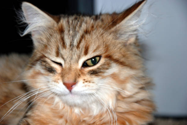 istock Cats, lovely fluffy pets. kitty 659500242