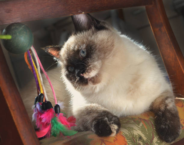 istock Cats, lovely fluffy pets. kitty 659500336