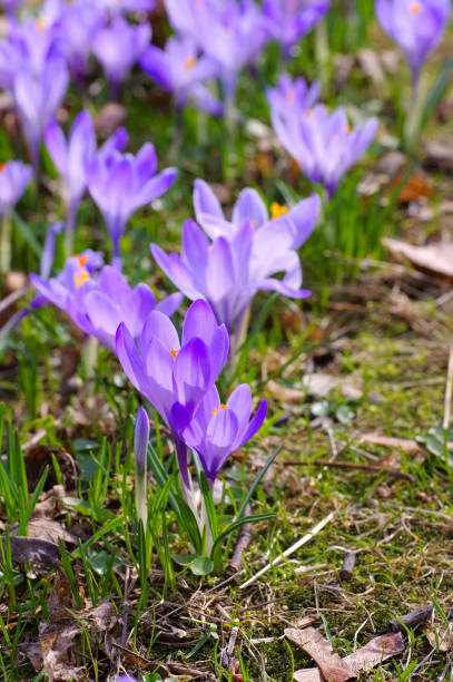 istock Crocus flowers in Drebach, Saxony 659507020