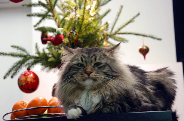 istock Cats, lovely fluffy pets. 659508960