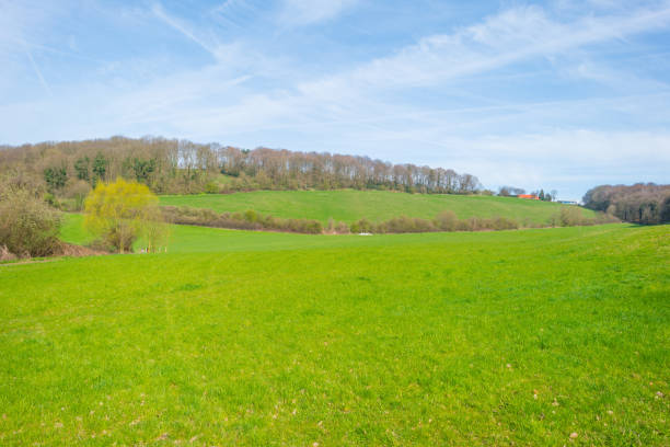 istock Panorama of a sunny green meadow on a hill 659509900