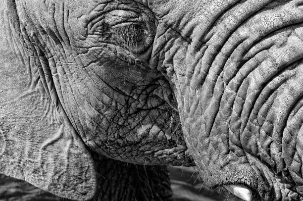 istock Elephant Eye with Eyelashes, Tusk, Ear 659514972