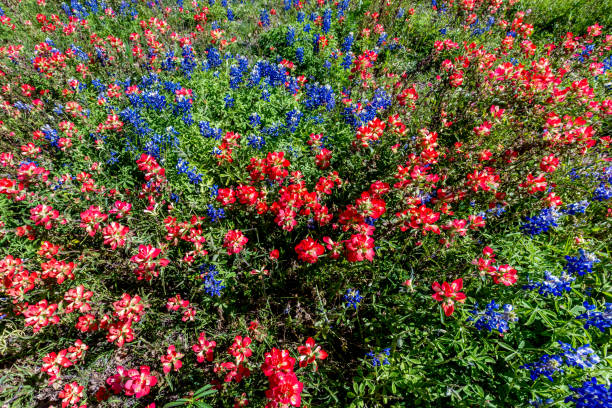 istock An Overhead View of Texas Wildflowers. 659524168