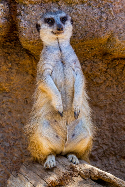 A Single Meerkat or Suricate Standing Watch.