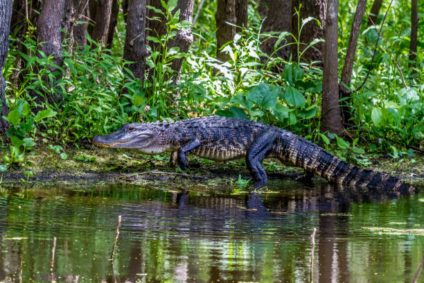 istock Large American Alligator Walking on the River Bank. 659524726