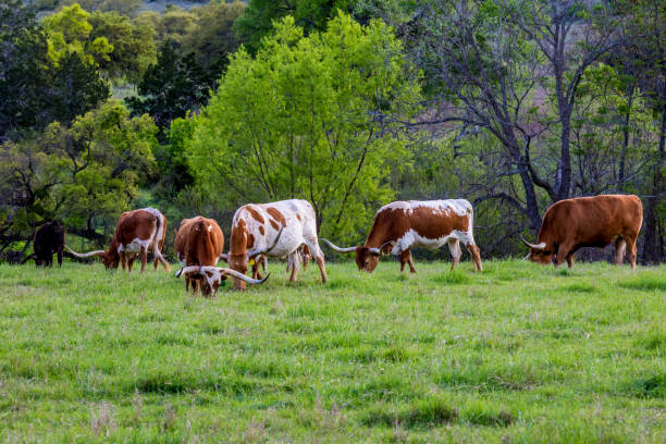 texas longhorns wypasu. - texas longhorn cattle horned bull long zdjęcia i obrazy z banku zdjęć