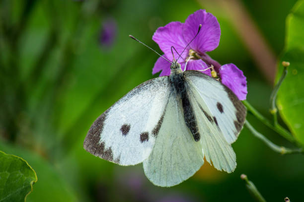 The butterfly feeding from meadow crane's-bill.