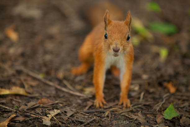 istock Beautiful red american squirrel sitting in forest 659525430