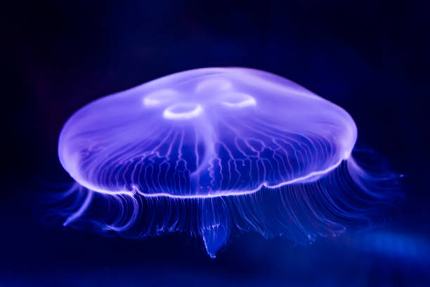 primer plano de hermosas medusas lunares. - jellyfish moon jellyfish underwater wildlife fotografías e imágenes de stock