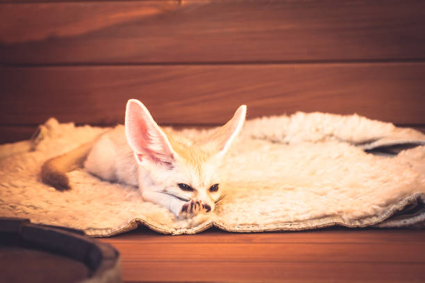 Cute pet fox relax on soft bedding stretching his pads