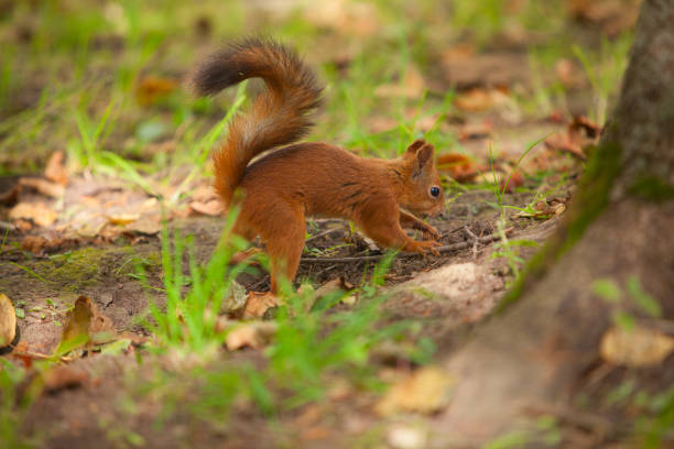 istock Beautiful red american squirrel sitting in forest 659525876