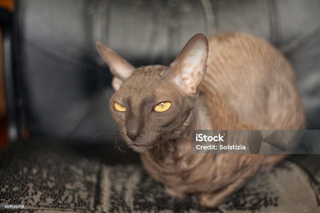Beautiful curly-haired cat is angry and looking into the camera Black Background Stock Photo