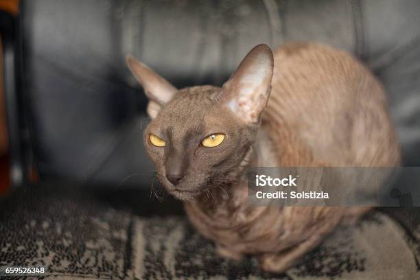 Beautiful Curlyhaired Cat Is Angry And Looking Into The Camera Stock Photo - Download Image Now