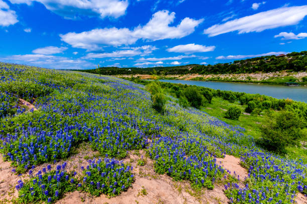 vue grand angle du célèbre bluebonnet du texas (lupinus texensis) fleurs sauvages - wildflower flower colorado lupine photos et images de collection