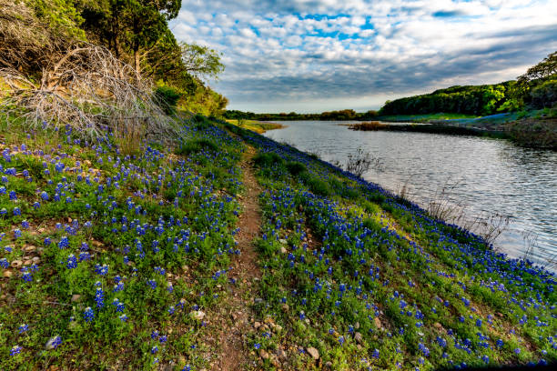 istock Texas Bluebonnets at Muleshoe Bend in Texas. 659526892