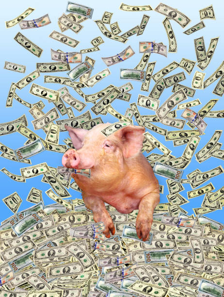 maiale divertente sul mucchio di dollari - piggy bank savings pig currency foto e immagini stock