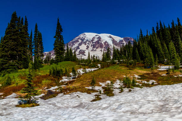 istock Snow Field and Alpine Meadow on Mount Rainier. 659536166