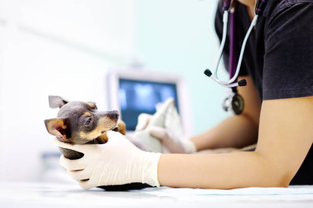 istock Dog having ultrasound scan in vet office 659539598