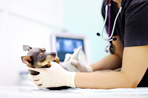 Dog having ultrasound scan in vet office