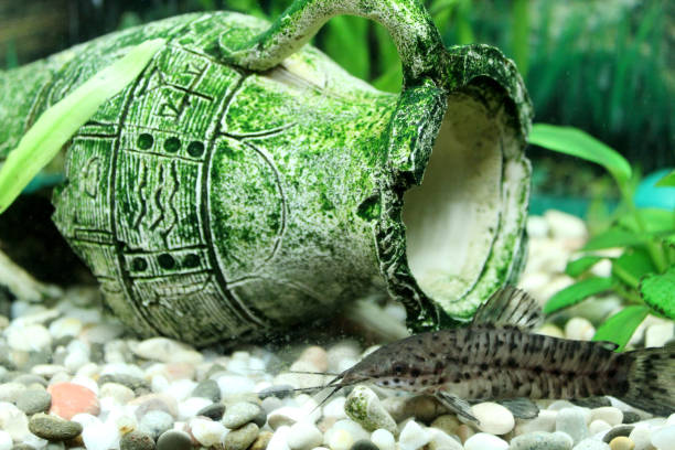 istock Hoplosternum thoracatum in aquarium 659540494