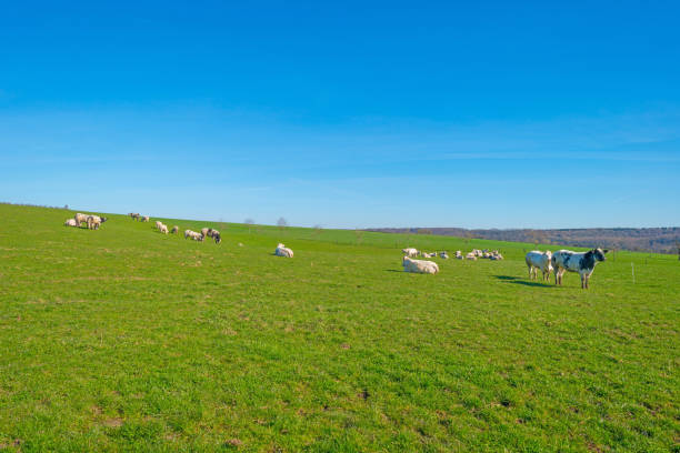 istock Herd of cows in a meadow in spring 659549776