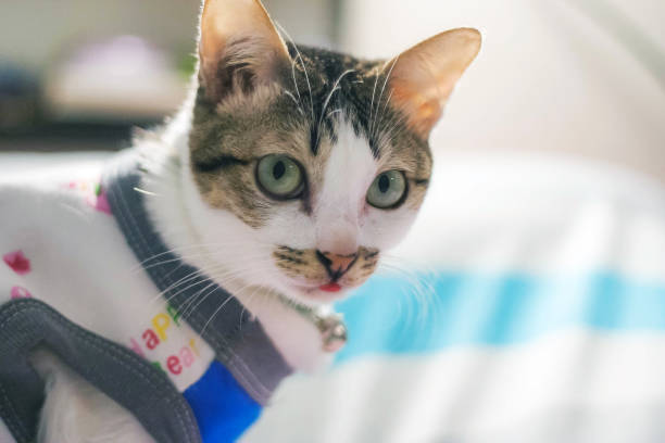 istock Cute cat wearing a shirt 659562844