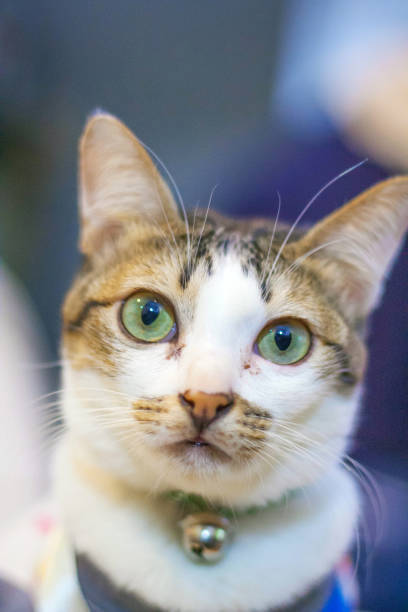 istock Cute cat wearing a shirt 659562860