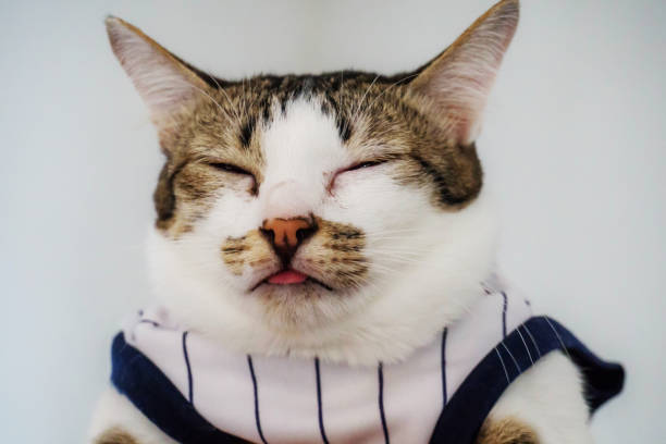 istock Cute cat wearing a shirt 659562882