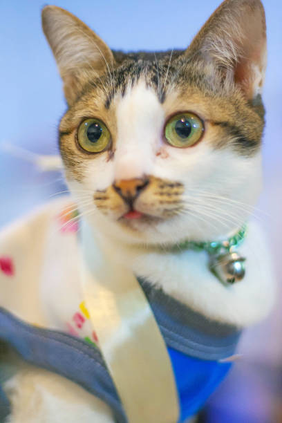 istock Cute cat wearing a shirt 659562898