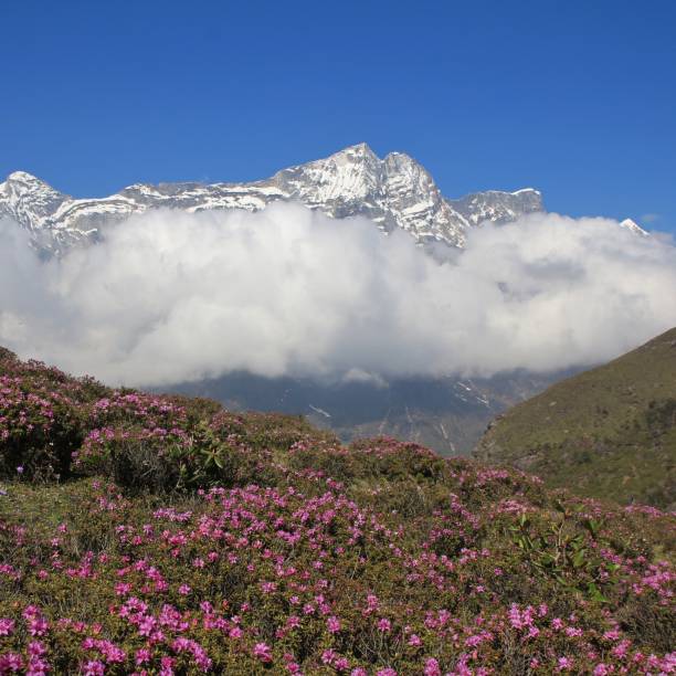 istock Spring scene in Namche Bazar 659571964
