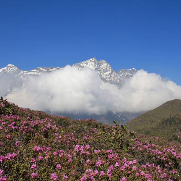 Spring day in the Everest National Park