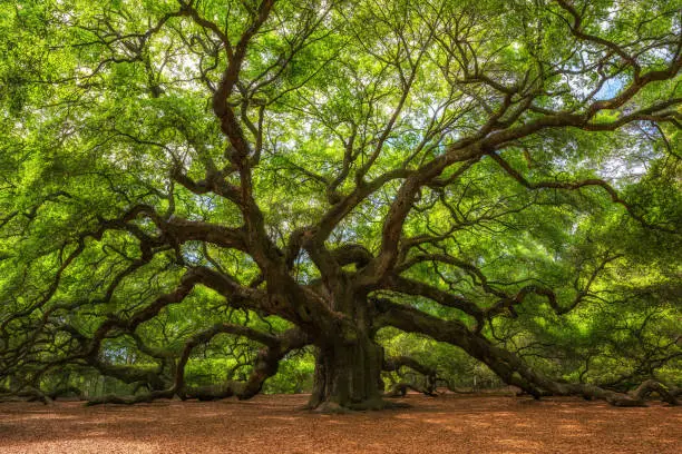 Photo of Old Angel Oak Tree