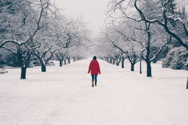 A woman with a red coat walking in a snow storm between a row trees.