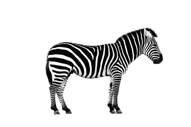 Zoo single burchell zebra isolated stock photo