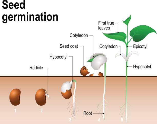 прорастание семян. - прорастание stock illustrations