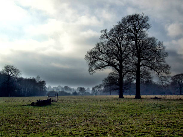 istock Trees in an English Field 659592894