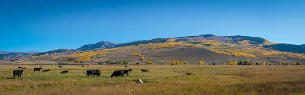 istock Panorama of a Colorado Ranch with cows 659629534
