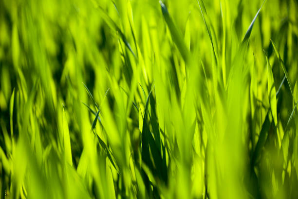 화창한 날에 녹색 잔디 - long leaf grass blade of grass 뉴스 사진 이미지