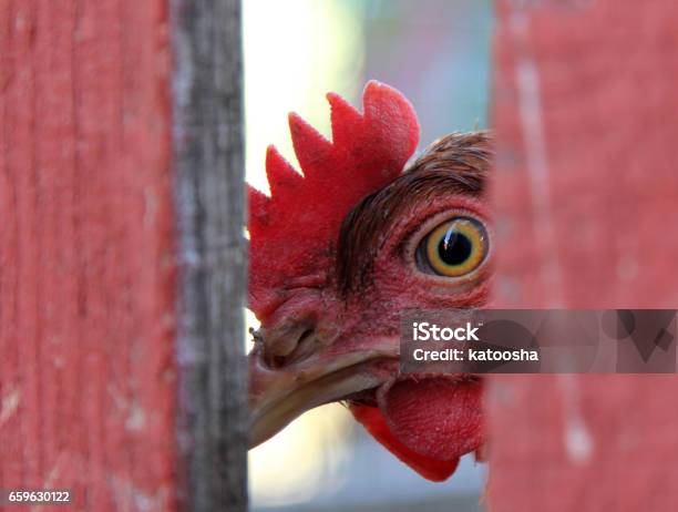 Chicken Looking From Behind A Fence Stock Photo - Download Image Now - Neighbor, Nosy, Rooster