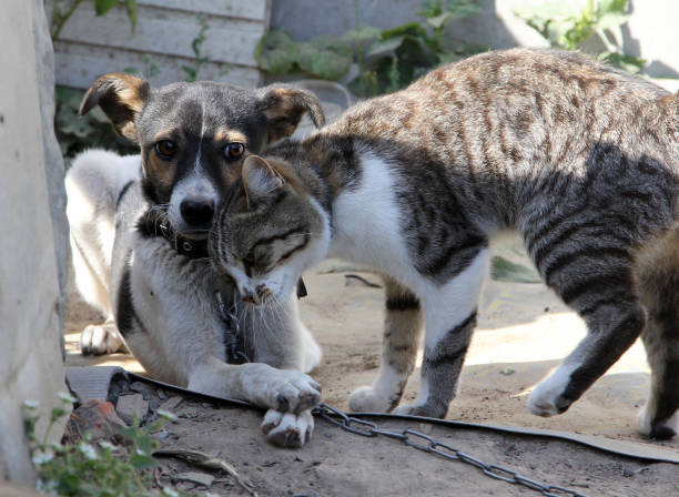 Dog and cat together