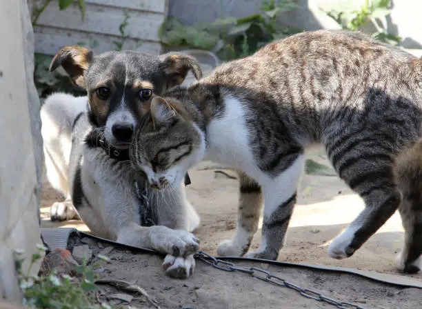 Photo of Dog and cat together