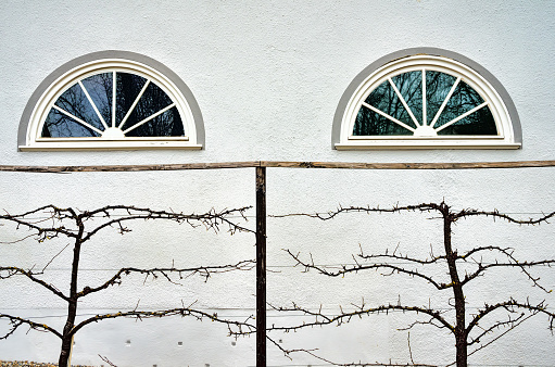 Two windows on a white facade and a vine plant in front.