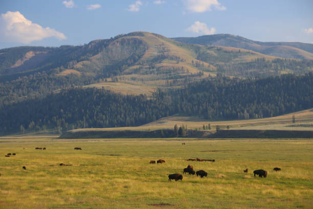 istock Bison herd Yellowstne National Park 659635706